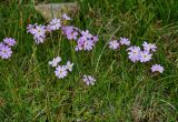 Primula nutans. Цветущие растения. Алтай, Кош-Агачский р-н, окр. с. Кош-Агач, ≈ 1700 м н.у.м., заболоченный участок пастбища. 14.06.2019.