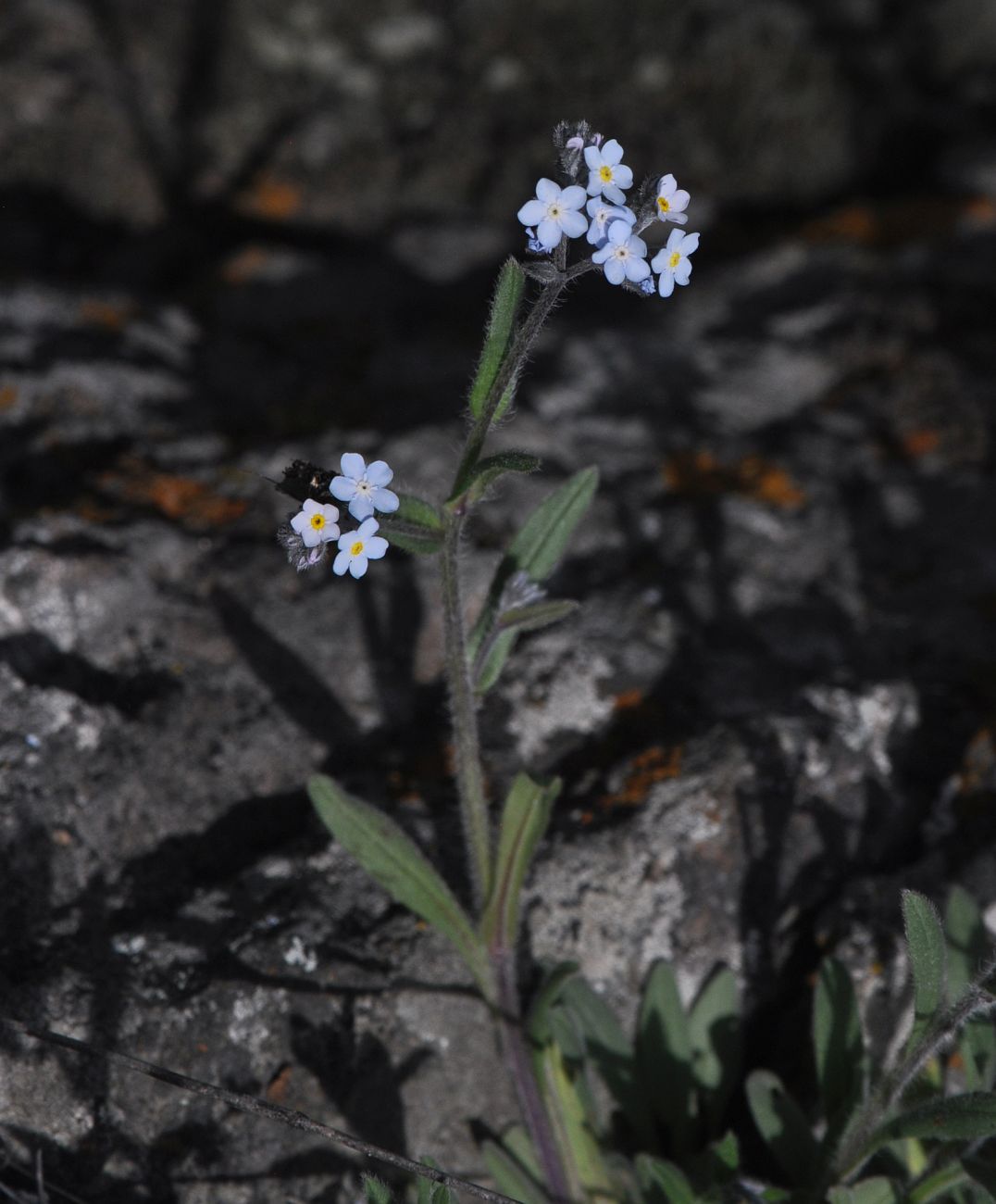 Изображение особи род Myosotis.