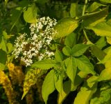 Sambucus nigra