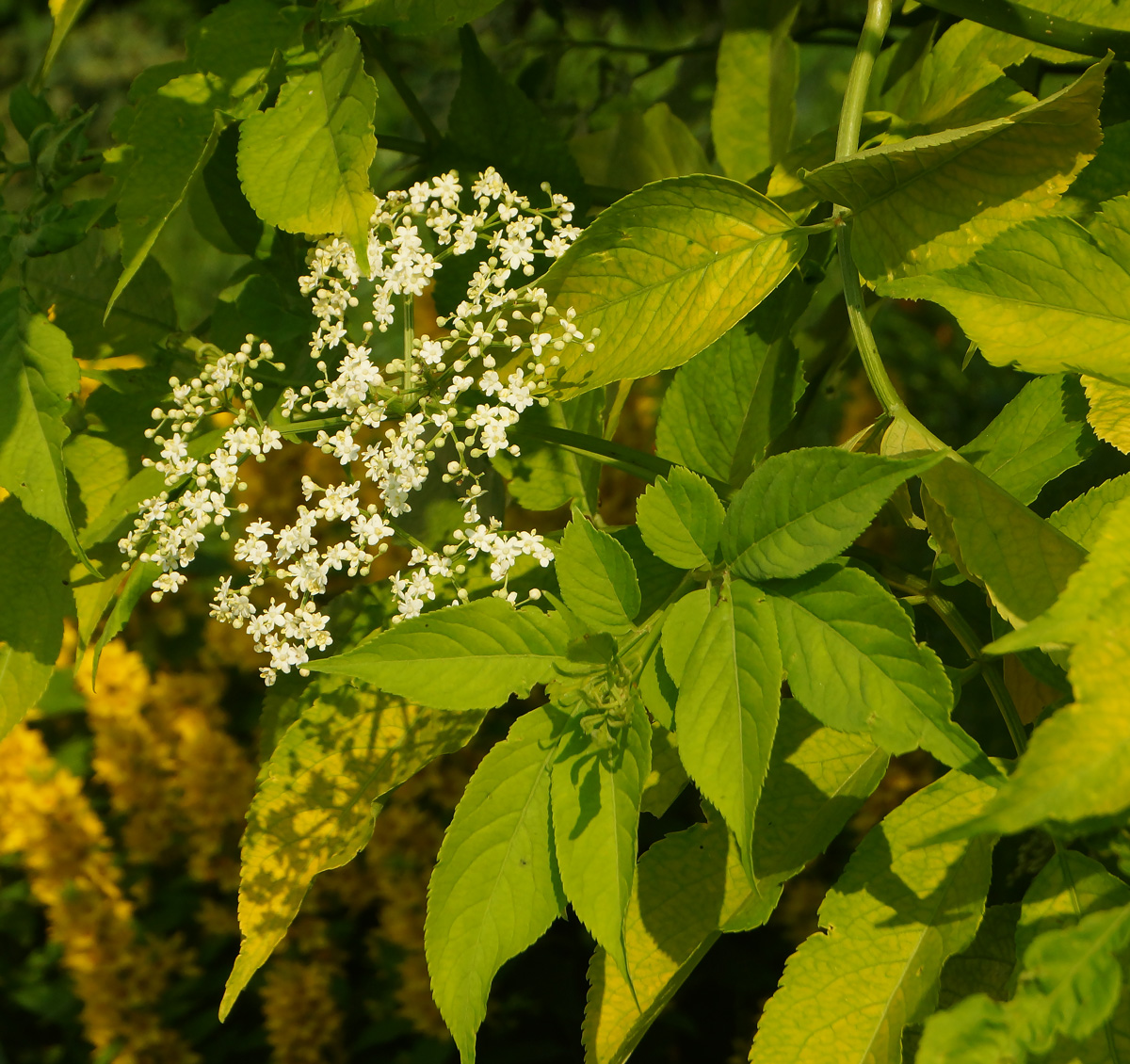 Image of Sambucus nigra specimen.