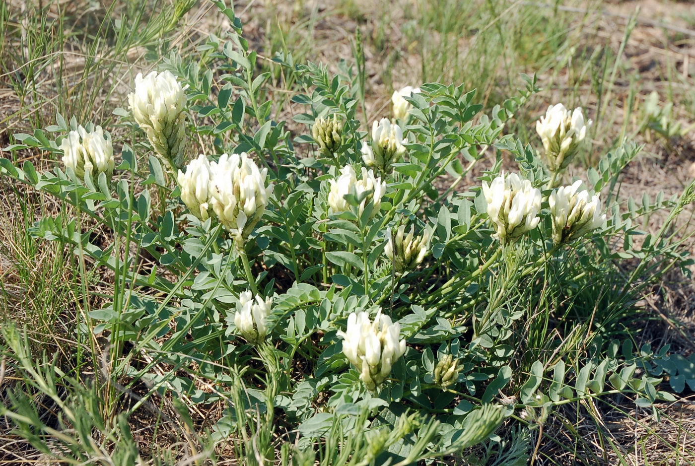 Image of Astragalus physocarpus specimen.