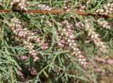 genus Tamarix