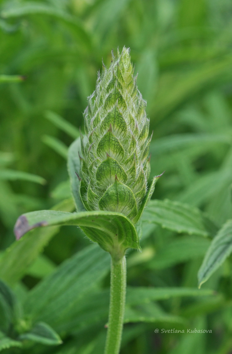 Изображение особи Nepeta nervosa.