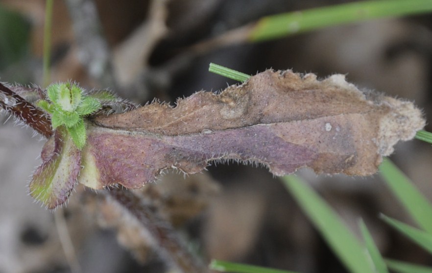 Image of genus Campanula specimen.