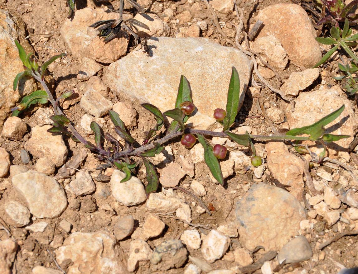 Image of Convolvulus pentapetaloides specimen.