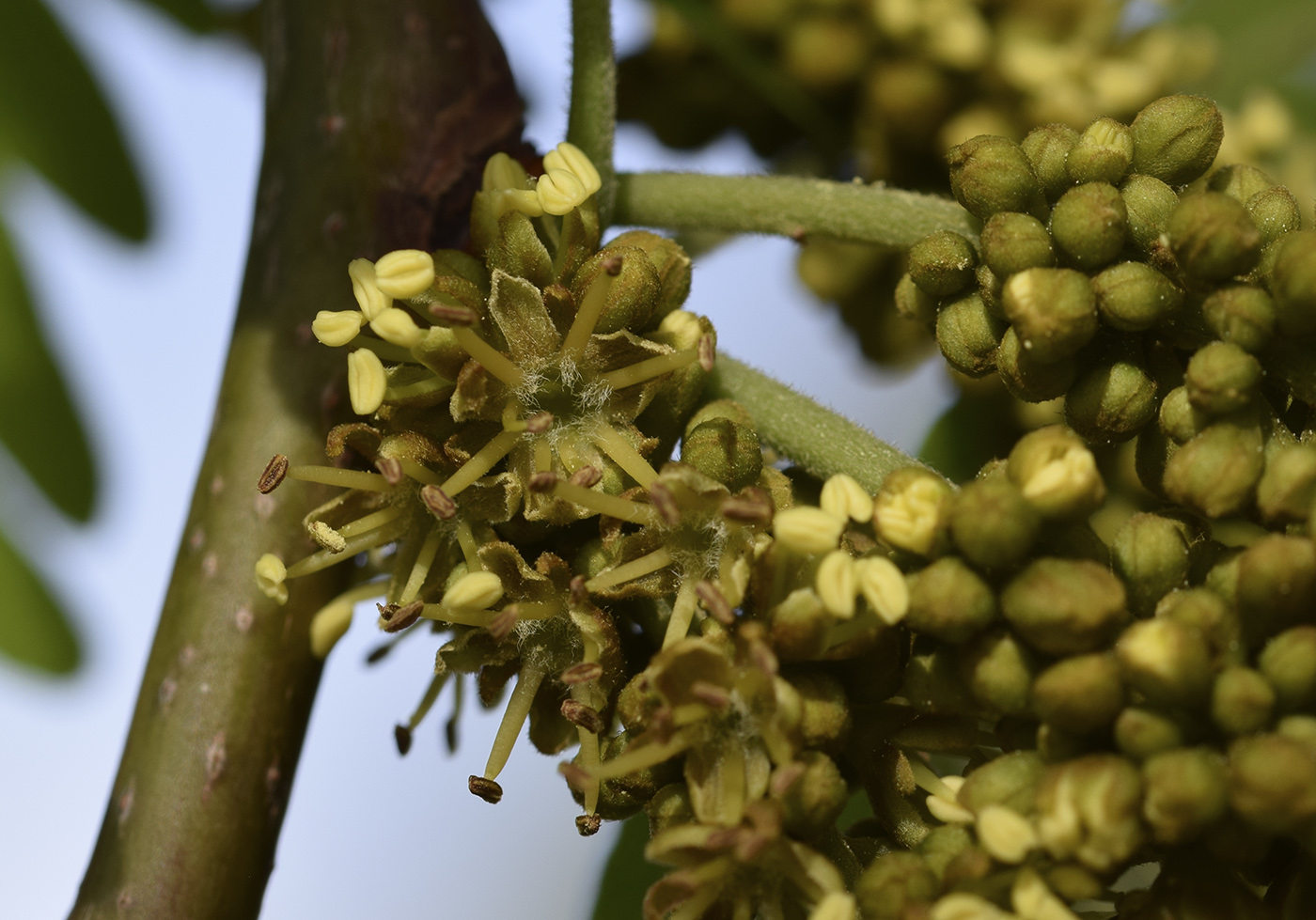 Изображение особи Gleditsia triacanthos var. laevis.