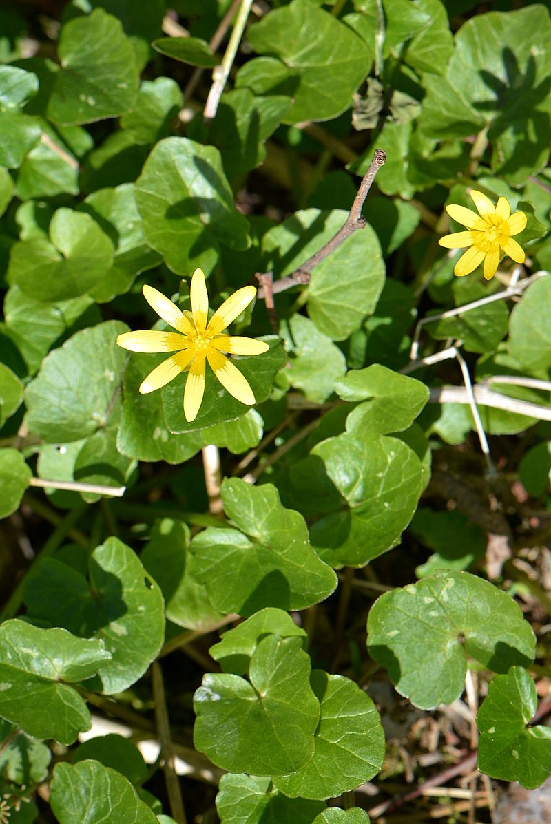 Image of Ficaria verna specimen.