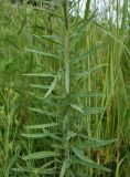 Linaria vulgaris