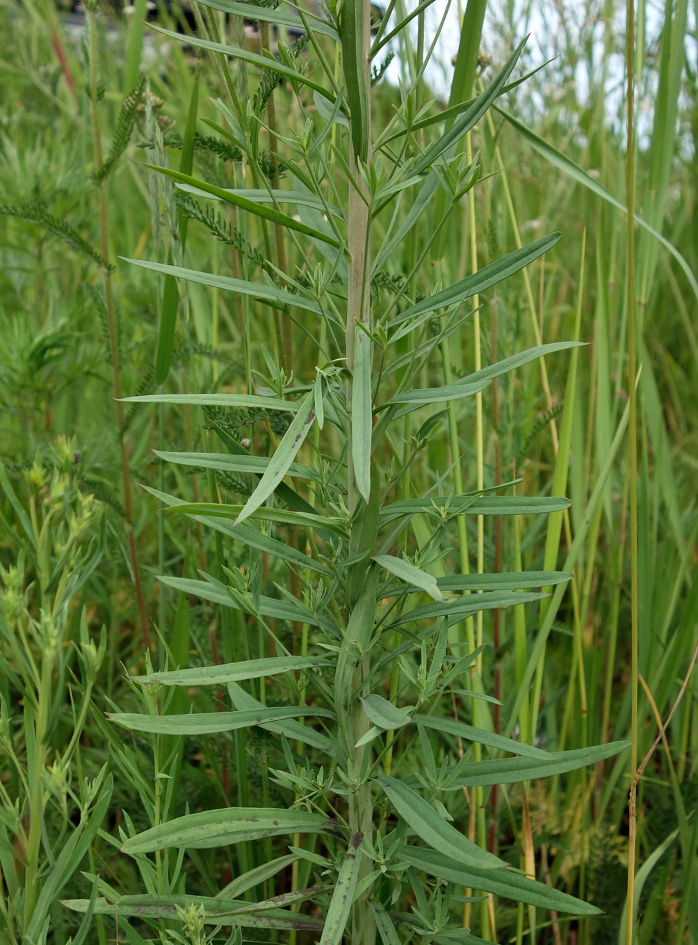 Изображение особи Linaria vulgaris.