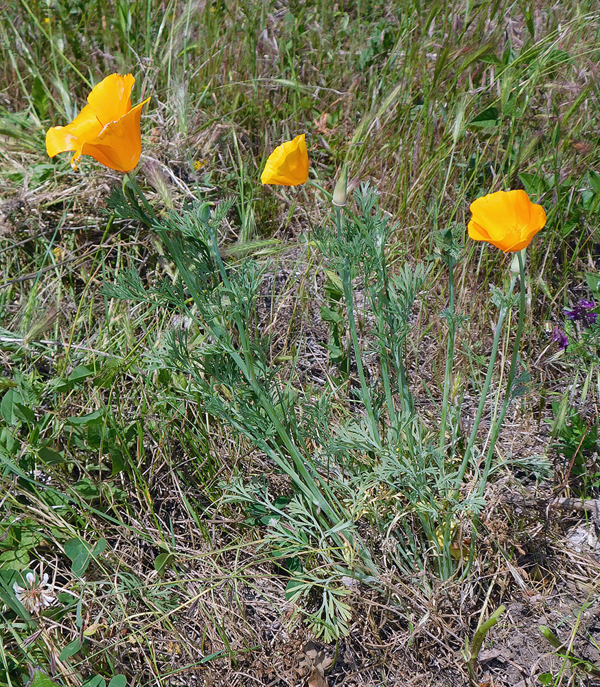 Image of Eschscholzia californica specimen.