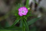 Dianthus barbatus