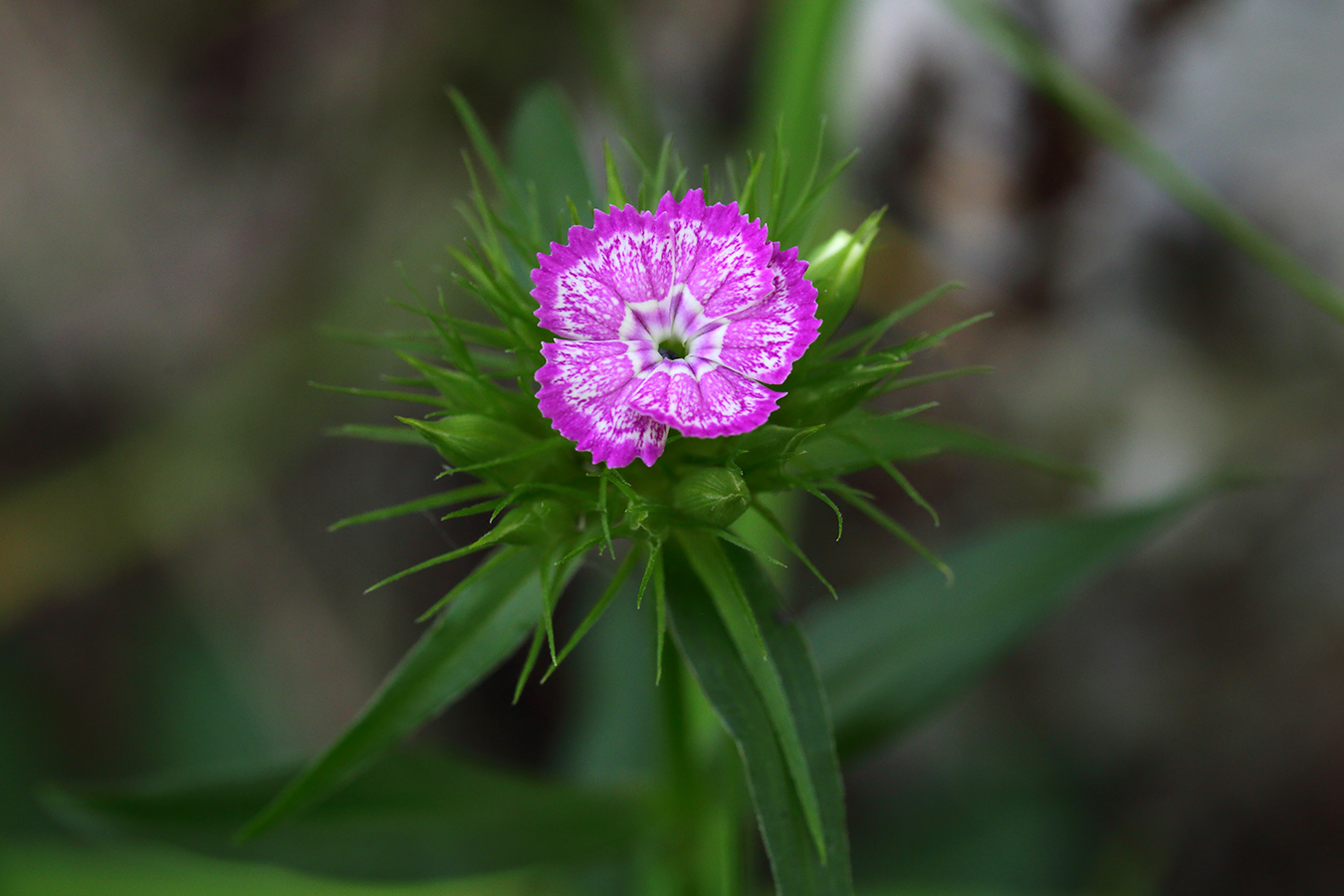 Изображение особи Dianthus barbatus.