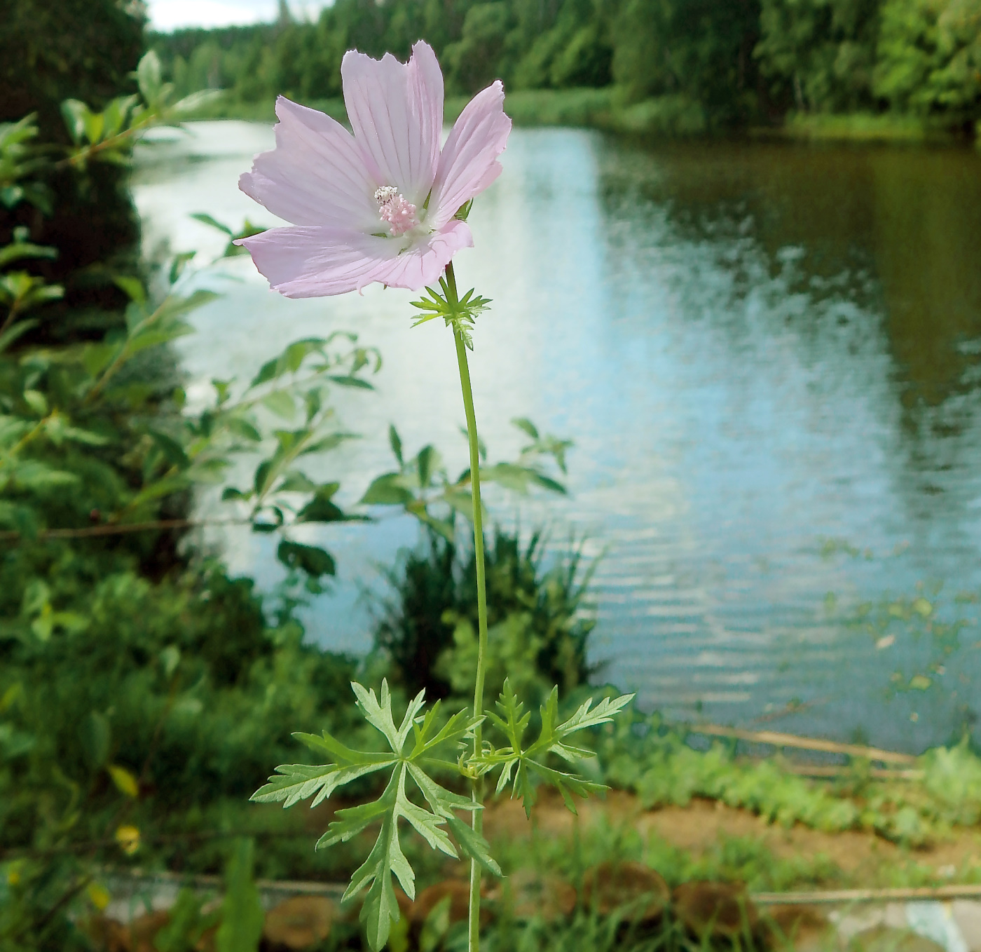 Image of Malva excisa specimen.