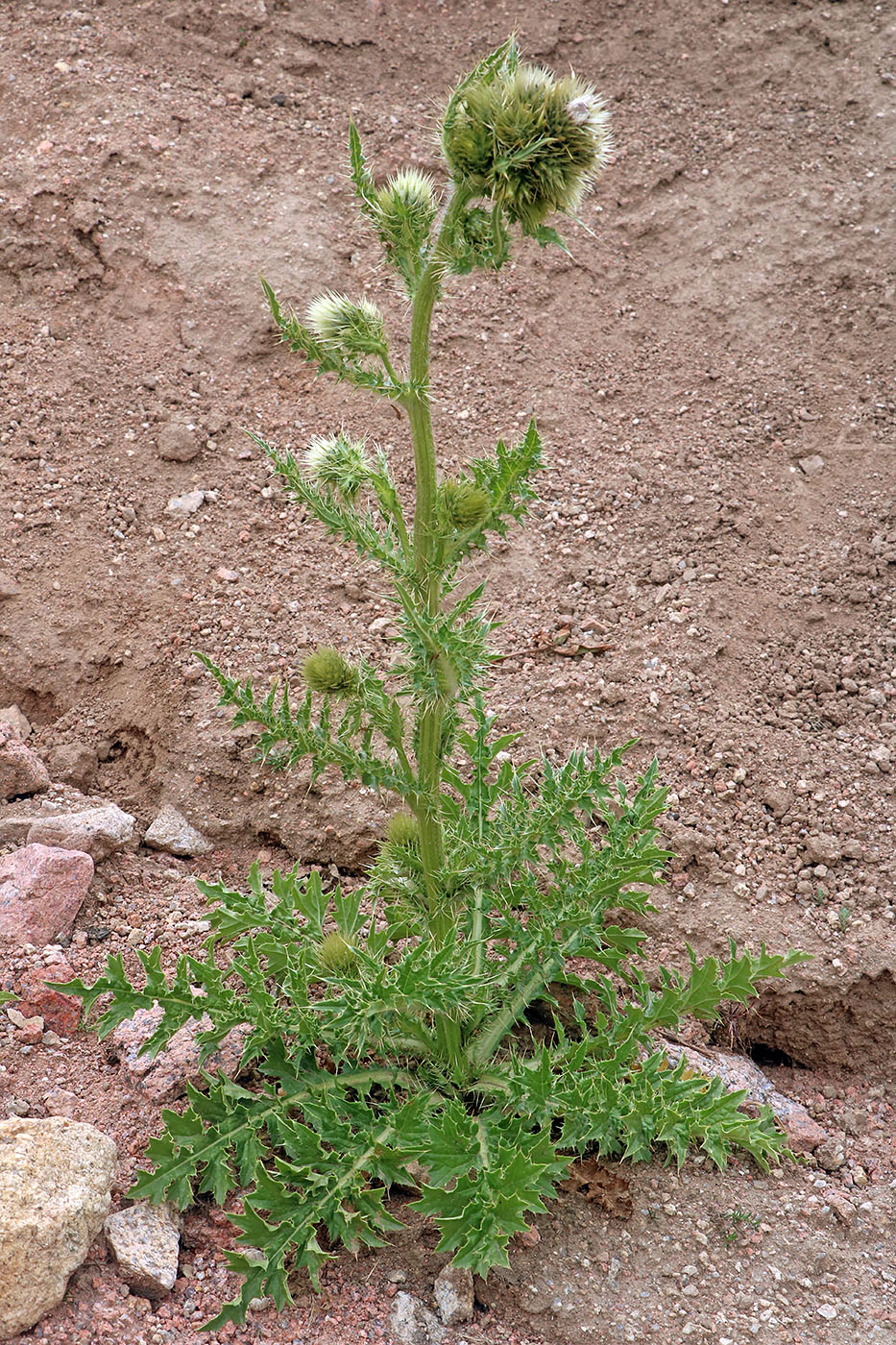 Изображение особи Cirsium polyacanthum.