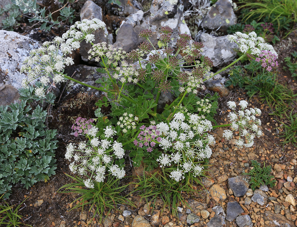 Изображение особи Kitagawia eryngiifolia.