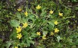 Ranunculus talassicus