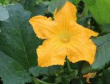 Cucurbita pepo