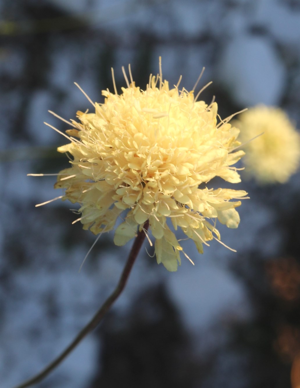 Image of Cephalaria uralensis specimen.