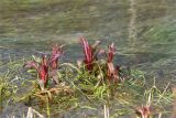 Epilobium hirsutum. Молодые побеги. Ленинградская обл., Гатчинский р-н, окр. пос. Пудость, р. Ижора, мелководье. 19.04.2020.