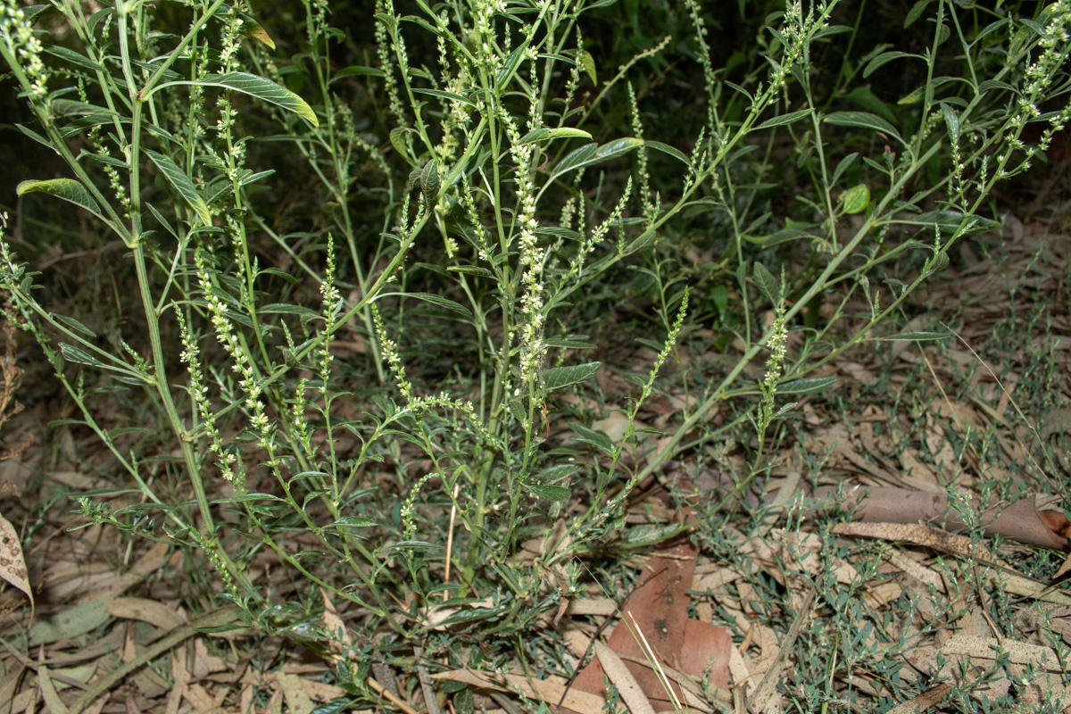 Image of Amaranthus tuberculatus specimen.