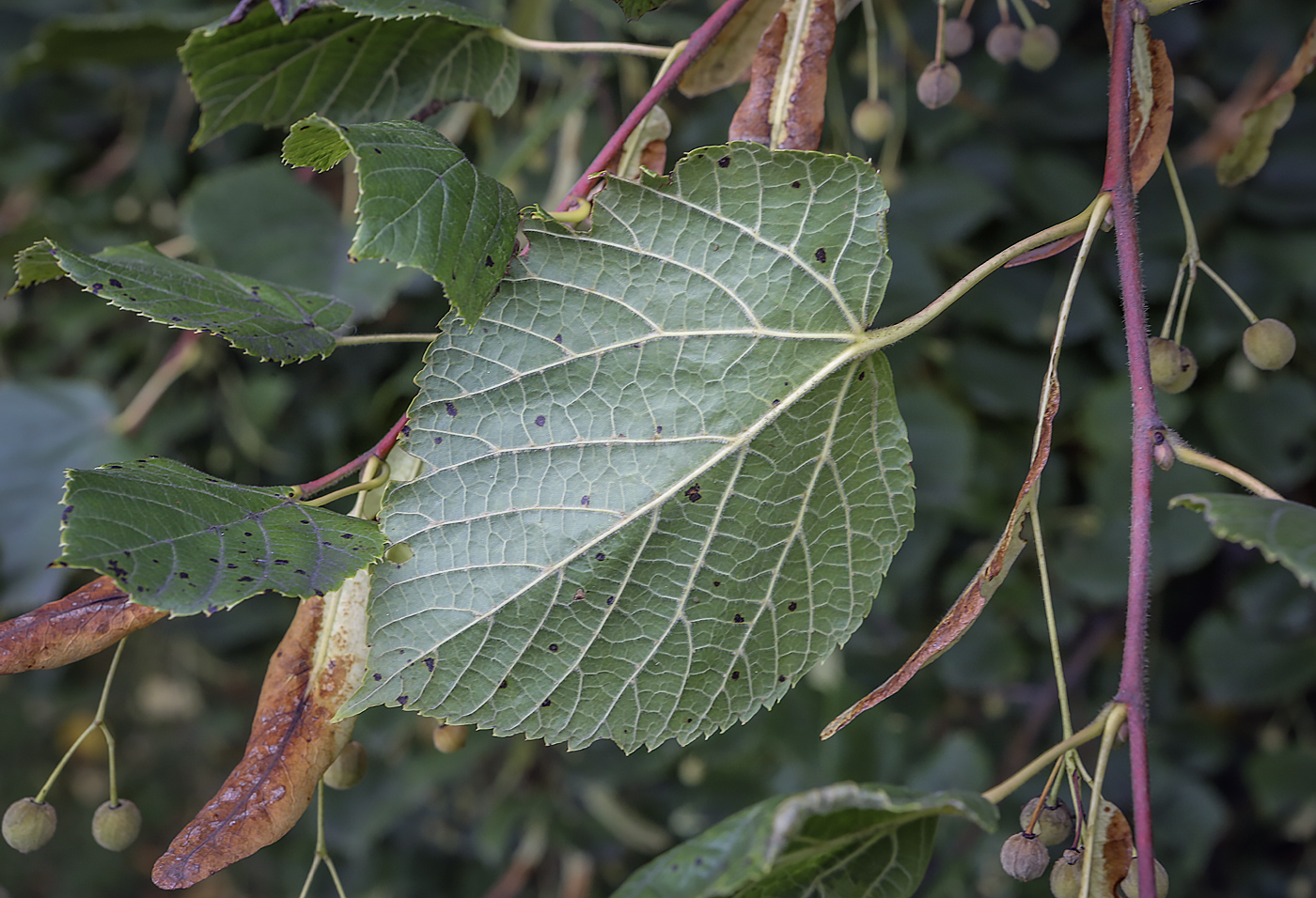 Image of Tilia europaea specimen.