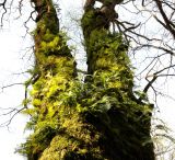 Polypodium cambricum