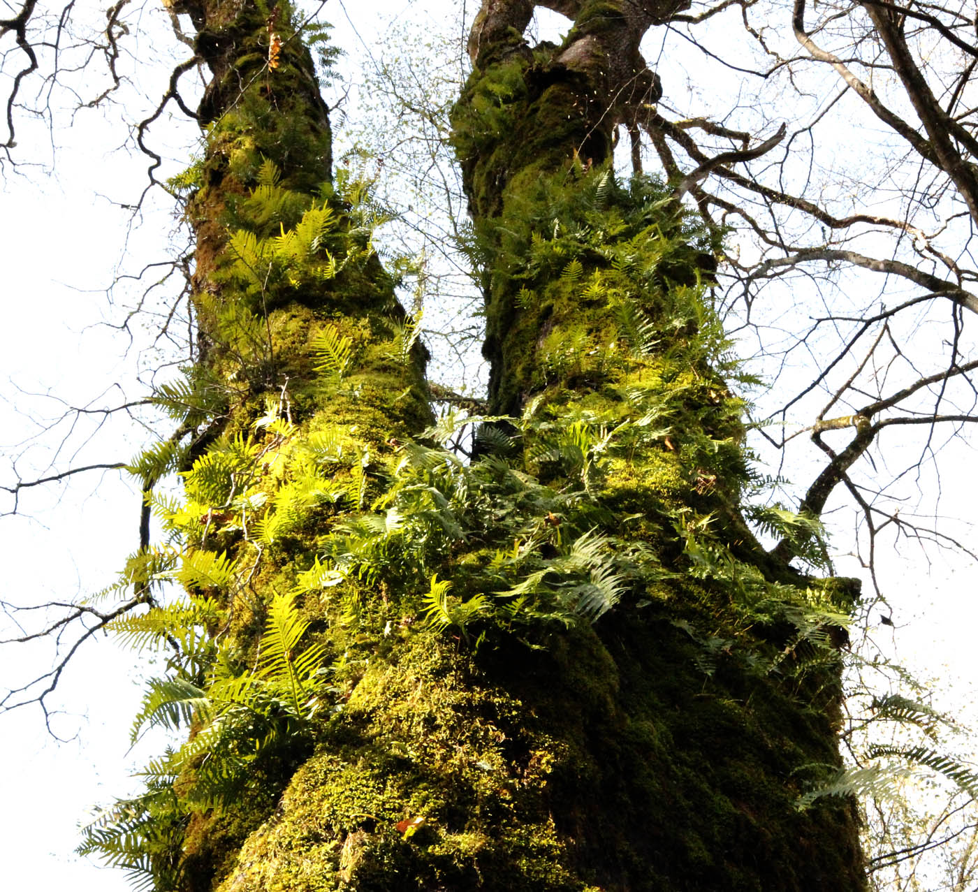 Image of Polypodium cambricum specimen.