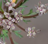 Daucus montanus. Часть соцветия с цветками и развивающимися плодами. Перу, регион Куско, археологический комплекс \"Писак\", центральная часть комплекса, в нижней части каменной кладки. 12.10.2019.