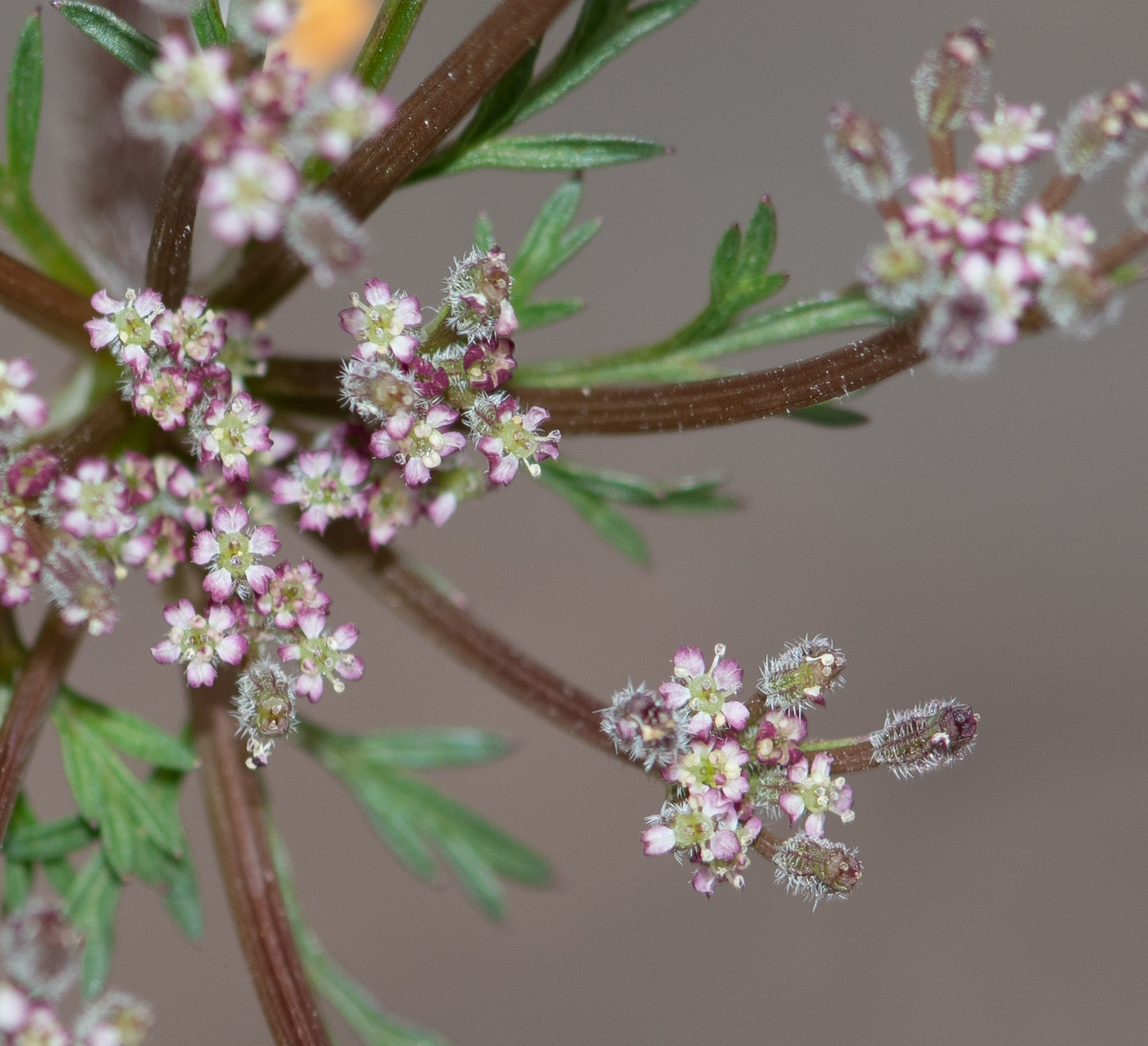 Изображение особи Daucus montanus.