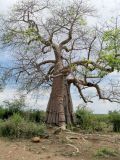 Adansonia digitata