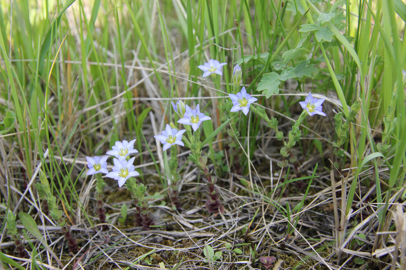 Изображение особи Gentiana pseudoaquatica.