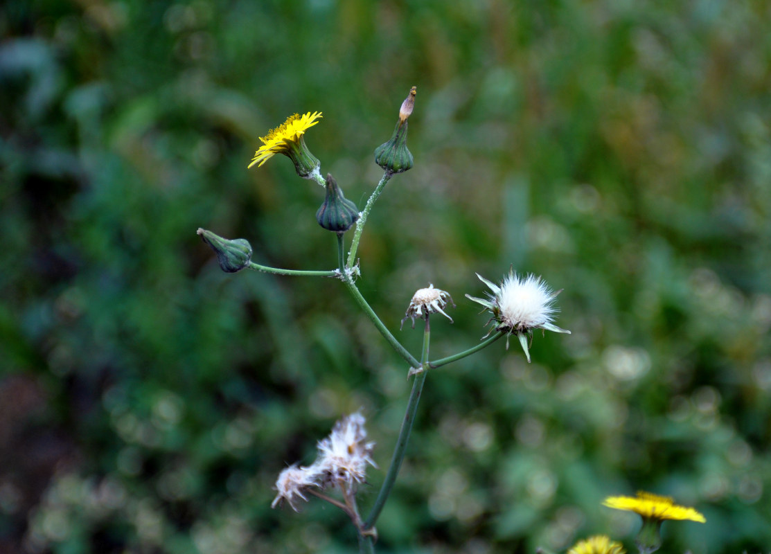 Image of Sonchus oleraceus specimen.