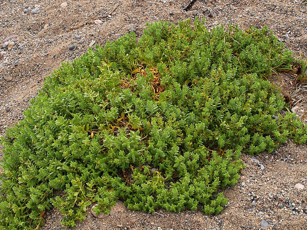 Image of Honckenya peploides ssp. major specimen.