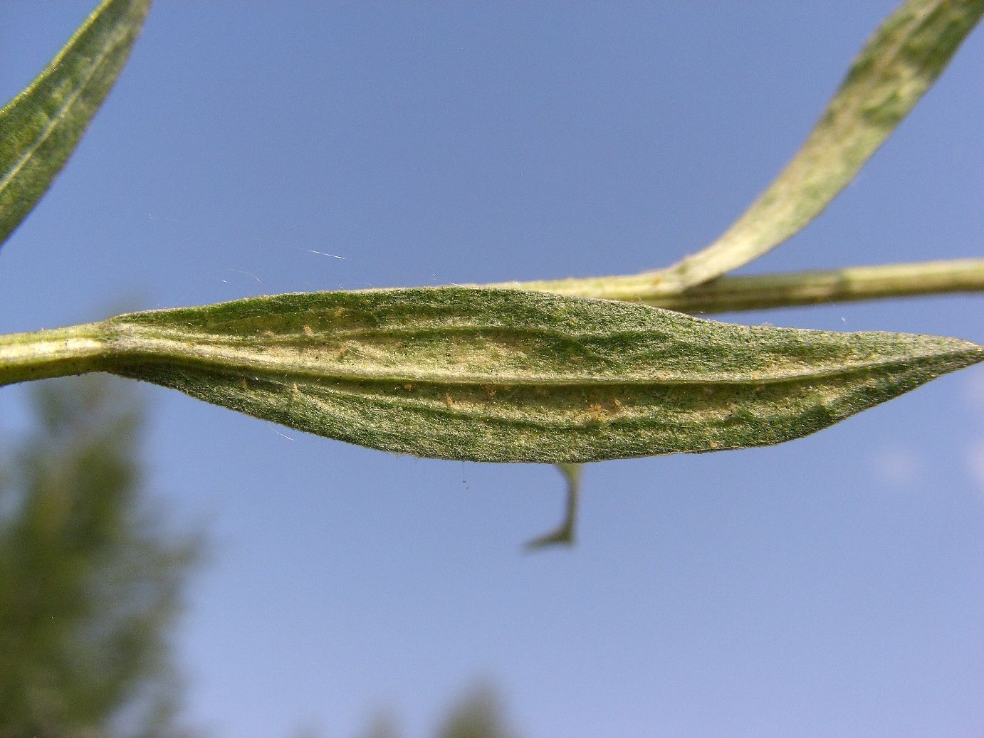 Image of Centaurea jacea specimen.