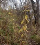 Eupatorium cannabinum. Отплодоносившее растение в осенней окраске. Тверская обл., г. Тверь, Заволжский р-н, набережная Афанасия Никитина, берег р. Волга около вагонзавода, кустарник. 24 октября 2020 г.