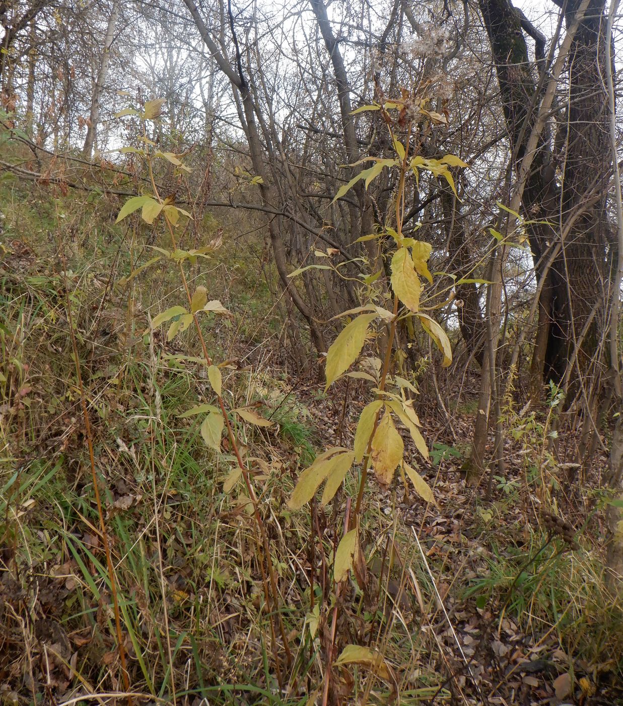 Image of Eupatorium cannabinum specimen.