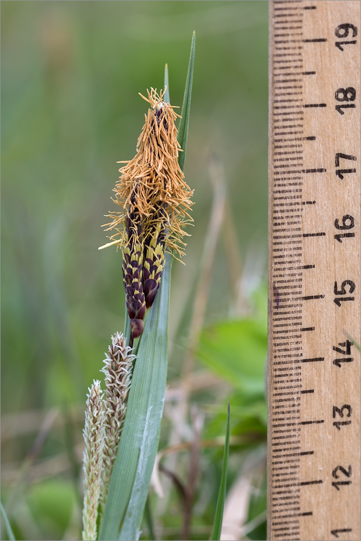 Изображение особи Carex nigra.