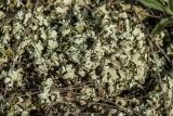 genus Cladonia