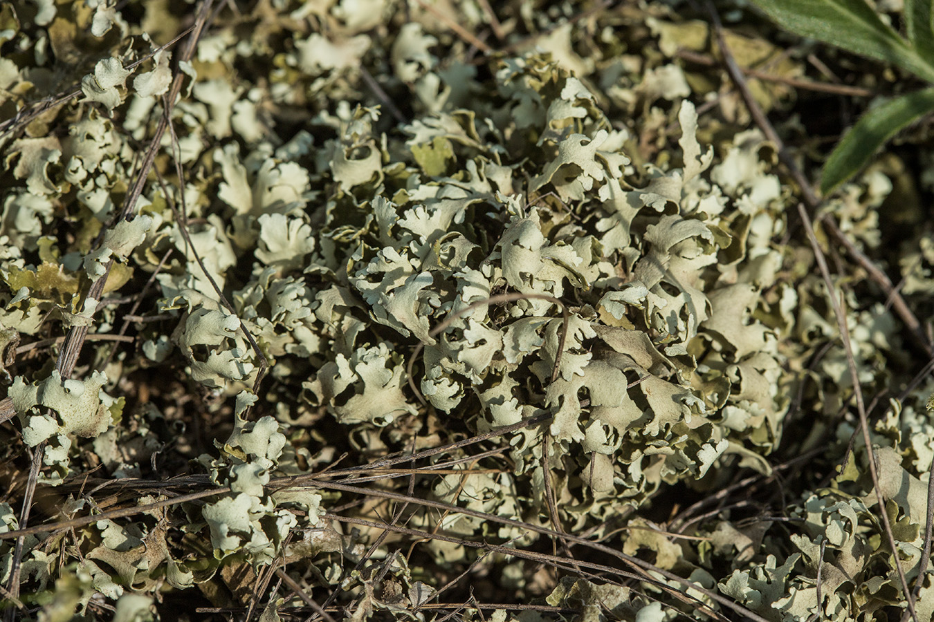 Изображение особи род Cladonia.