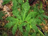 Dracunculus vulgaris