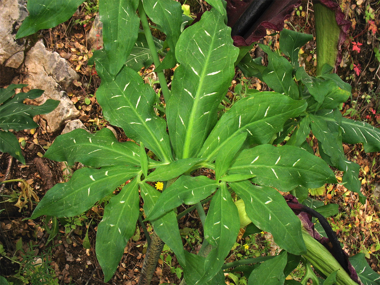 Изображение особи Dracunculus vulgaris.