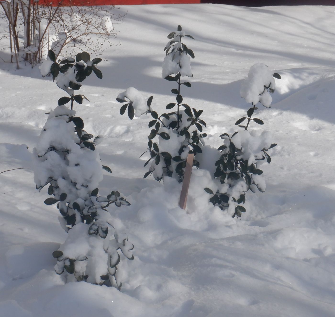 Изображение особи Euonymus japonicus.