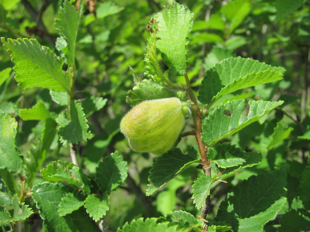 Изображение особи Ulmus minor.