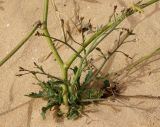 Brassica tournefortii. Цветущее растение. Египет, к ЮВ от г. Эль-Дабаа, пшеничное поле. 22.04.2019.