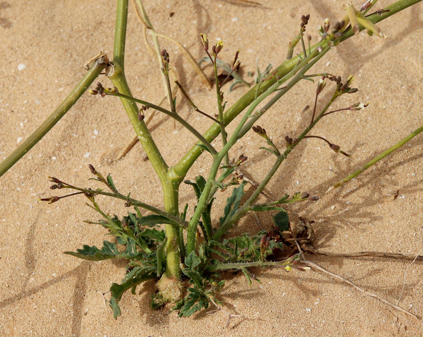 Image of Brassica tournefortii specimen.