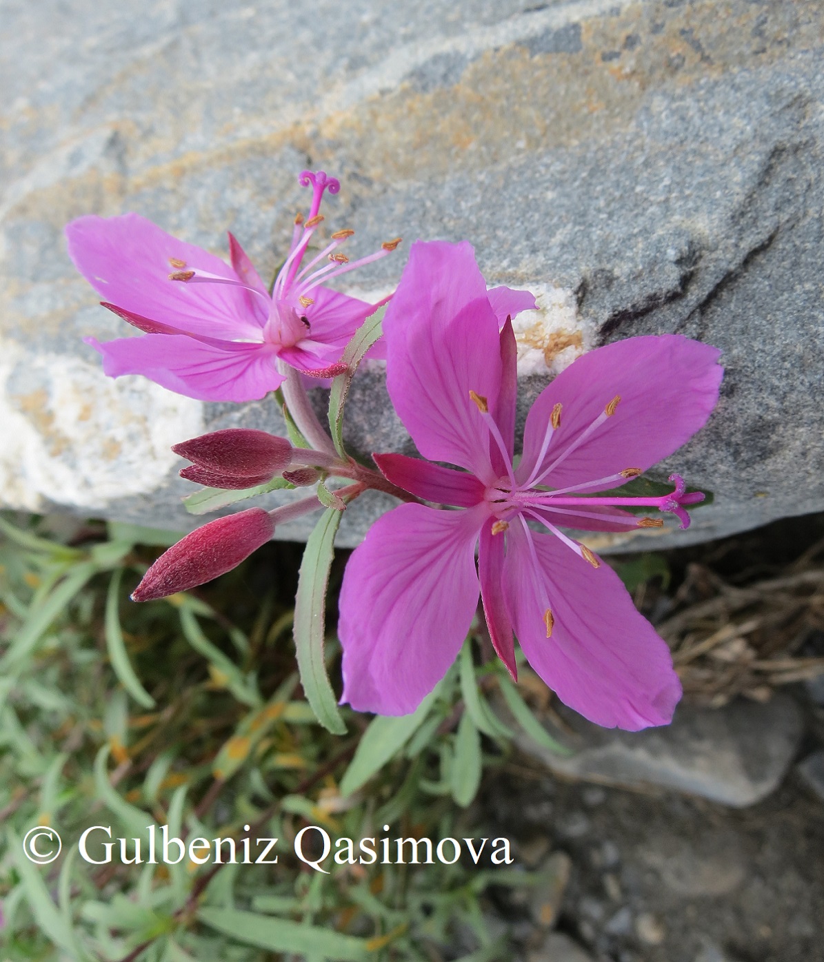 Image of Chamaenerion colchicum specimen.