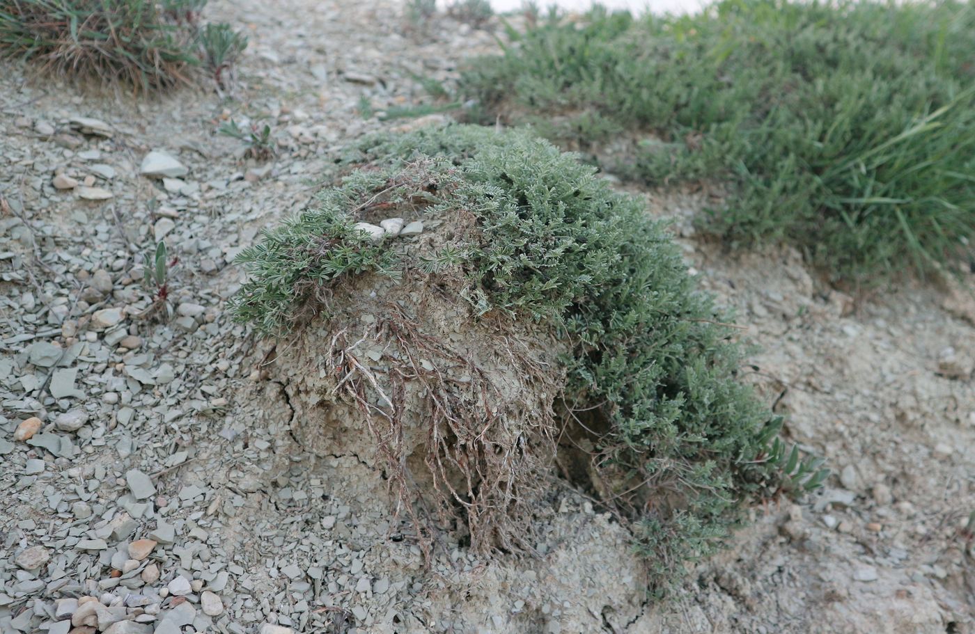 Image of Astragalus subuliformis specimen.