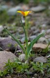 Tulipa ferganica