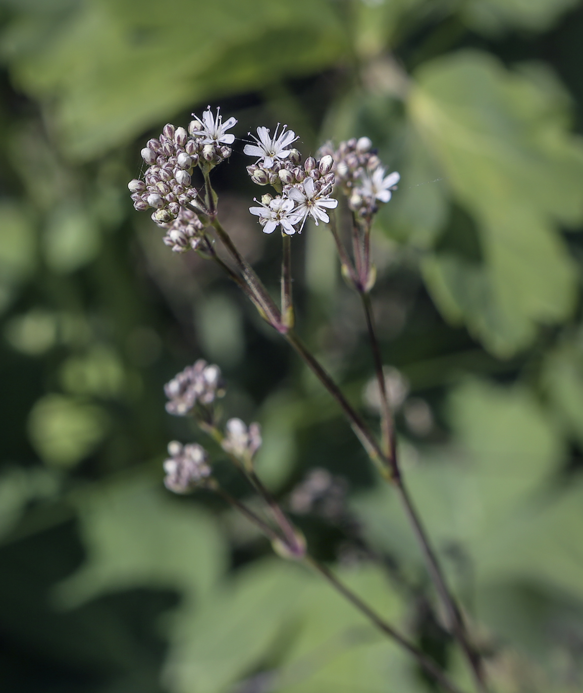 Image of Gypsophila altissima specimen.