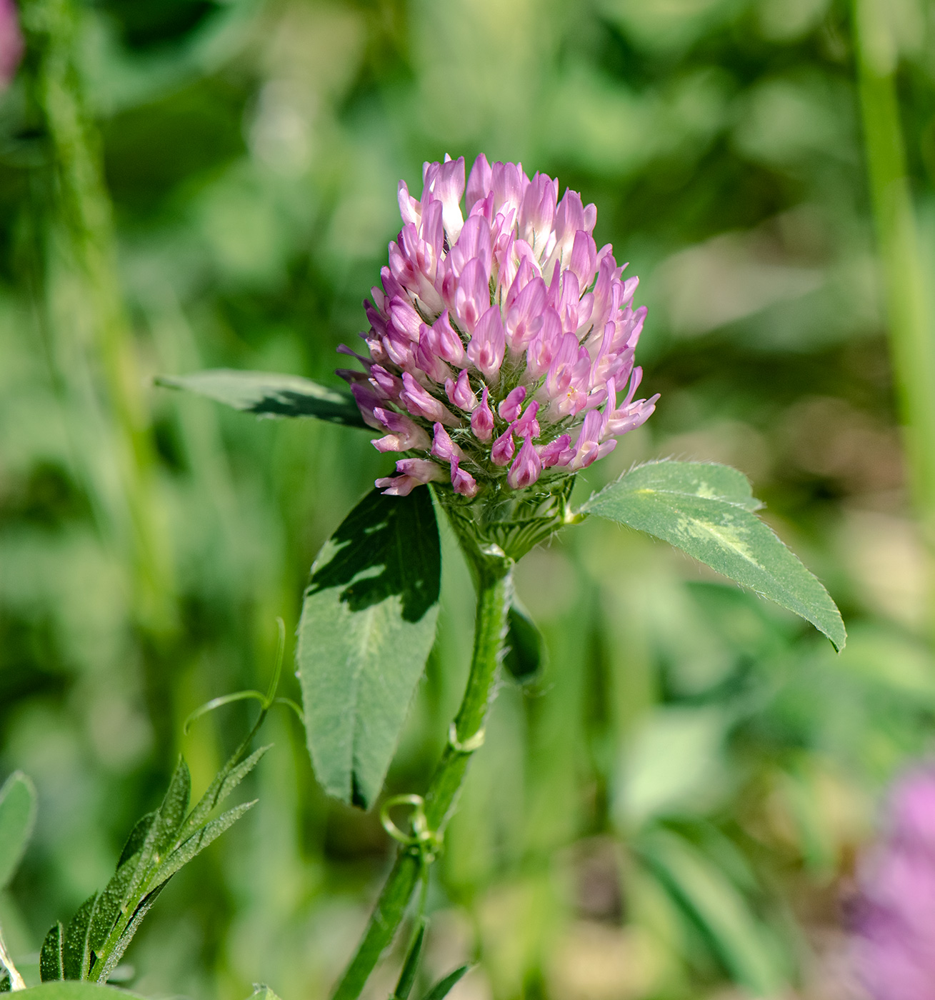 Image of Trifolium pratense specimen.